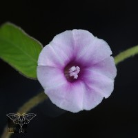 Ipomoea eriocarpa R.Br.